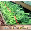 Big Pack - (1,500) Chinese Broccoli, Kailan GAI LAN Seeds