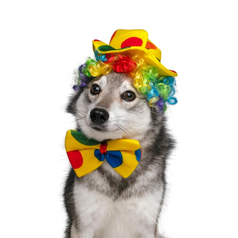 Midlee Clown Dog Costume Hat Wig & Bowtie