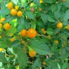 Palm Beach Medicinal Herbs - Aji Charapita Pepper - Packet