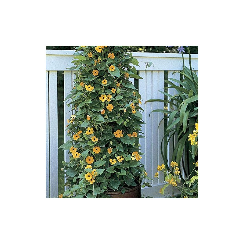 Park Seed Black-Eyed Susan Vine – 1–2 Inch Mid-Yellow to