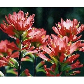 500 Seeds Castilleja coccinea edlcy (Seeds)