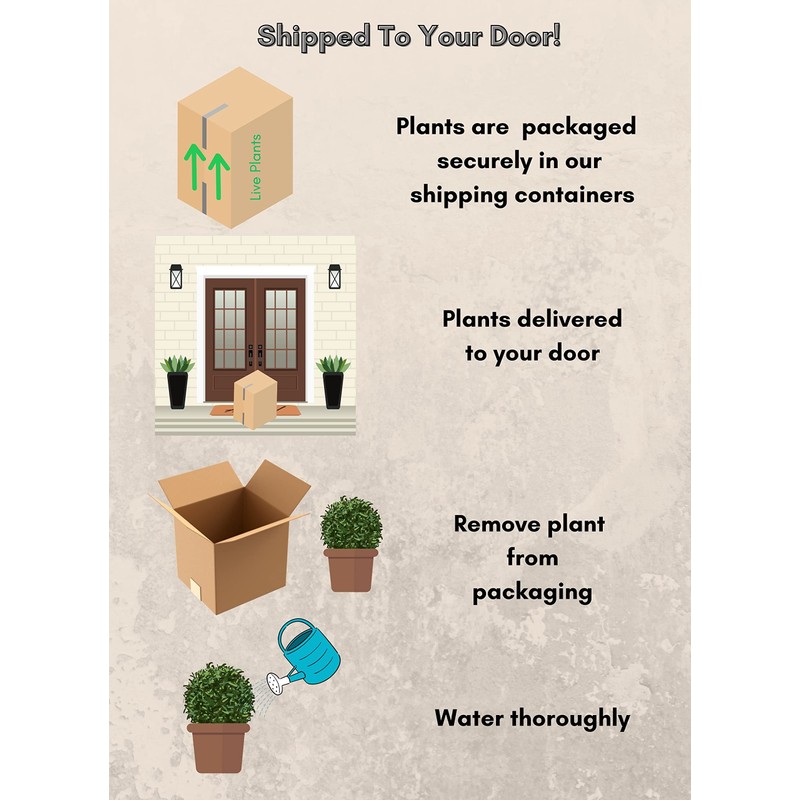 Shrub Giant Arborvitae 2.25 Gal, Green Foliage