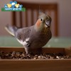 Happy Hearts Total Blend Plus Cockatiel Food (5 Pounds)