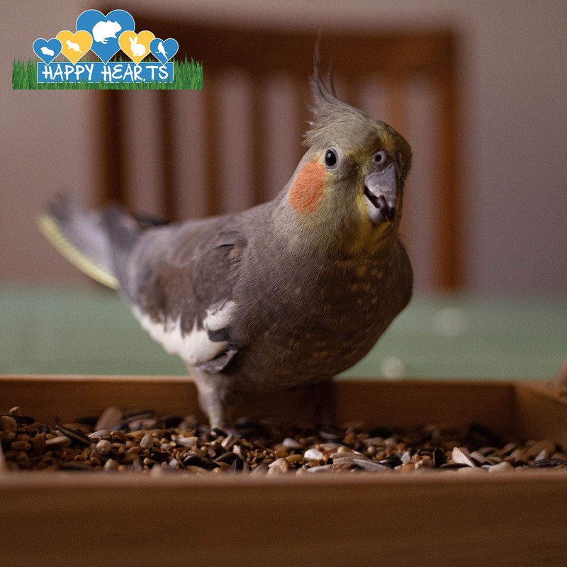 Happy Hearts Total Blend Plus Cockatiel Food (5 Pounds)