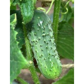 Boston Pickling FRESH 2024 ORGANIC Boston Pickling Cucumber 25 HEIRLOOM Seeds NON GMO Vegetable