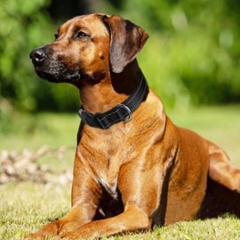 Joytale Reflective Dog Collar,Soft Neoprene Padded Breathable Nylon Pet Collar Adjustable for Large Dogs,Black,L