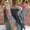 Vivid Arts Garden Friends, Home/Garden Decor. (Hanging Spotted Woodpecker)