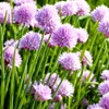 Chives Allium Schoenoprasum Wild Onion Wild Garlic Herb Garden Seeds