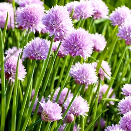 Chives Allium Schoenoprasum Wild Onion Wild Garlic Herb Garden Seeds for Planting About 100 Seeds