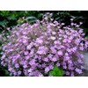 Pink Creeping Baby's-Breath 1000 Seeds Gypsophila Repens Rosea Groundcovers for