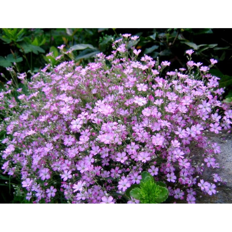 Pink Creeping Baby's-Breath 1000 Seeds Gypsophila Repens Rosea Groundcovers for