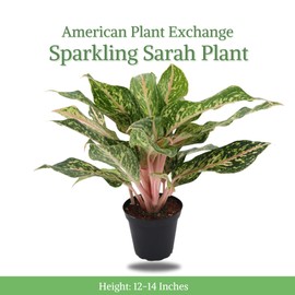 American Plant Exchange Aglaonema Sparkling Sarah, 5-Inch Pot, Exquisite Variegated Foliage, Low Light & Easy to Care, Air-Purifying Indoor Plant for Stylish Home and Office Decor