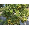 Tree 3Gal Fruiting CALAMANSI/ CALAMONDIN Sour Citrus Airlayered Bush Tree