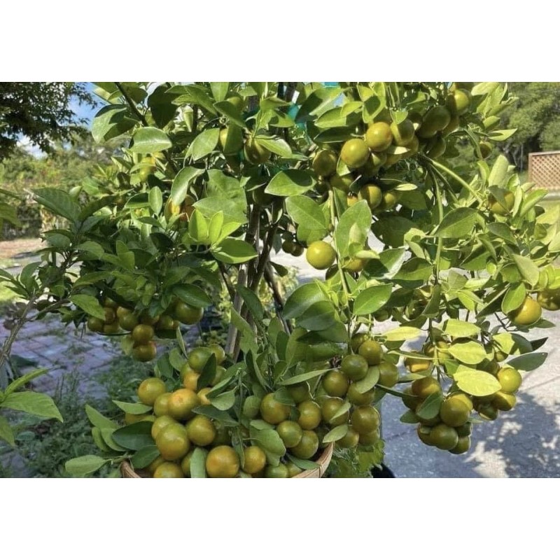 Tree 3Gal Fruiting CALAMANSI/ CALAMONDIN Sour Citrus Airlayered Bush Tree