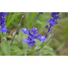 100+ Blue Bedder Sage Salvia farinacea Seeds Annual Flower Garden