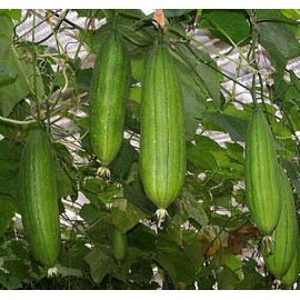 BmoreSpicy.com LUFFA Sponge 10-100 Seeds Gourd Loofah Dishcloth Very Productive Mướp Heirloom (100)