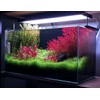 SubstrateSource Alternanthera Reineckii 'Mini' Red Stem Tissue Culture Aquatic Live