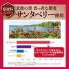 Wakasa Seikatsu Resveratrol PRO (Pro), 31 Tablets (1 Bag (31