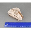 pale blush leaf hair clip claw butterfly clamp 3 5/8