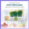 Pre-Grown Organic Cat Grass Plant for Indoor Cats. Natural Live