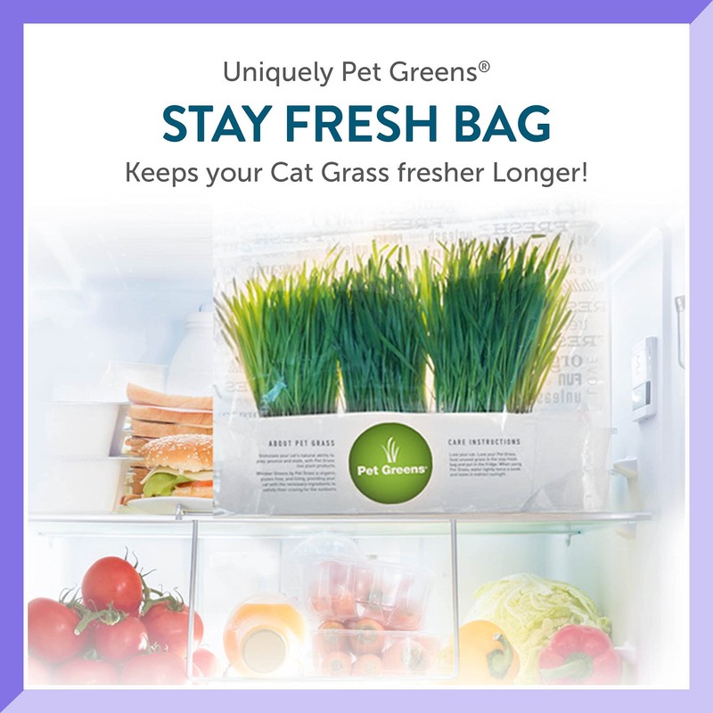 Pre-Grown Organic Cat Grass Plant for Indoor Cats. Natural Live
