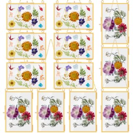 Thyle 12 Pcs Brass Glass Hanging Frame Pressed Flowers Glass 4 x 6 Inch Hanging Display Clear Picture Frame with Chain for DIY Photo Artwork Gallery Wall Decor(Gold)