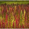 Organic Whole Grain Royal Quinoa Red non-GMO Gluten Free Bulk