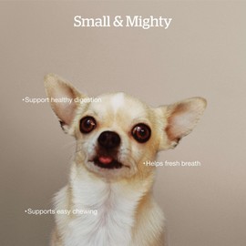 Now Fresh Grain-Free Small Breed Dry Dog Food with Turkey, Salmon & Duck, Healthy Kibble for Adults Made with Real Meat & Fish, Chicken-Free Recipe, Pumpkin & Probiotics for Good Digestion, 6 lb Bag