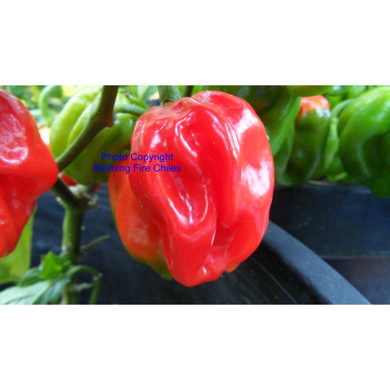 Congo Red Trinidad Hot Pepper 10+ Seeds