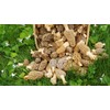 Large Kit Morel Mushroom Spores Sawdust Seed - 25 Gallon