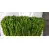 *Buy 2 GET 1* Anacharis Elodea - Freshwater Live Plant