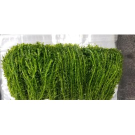 *Buy 2 GET 1* Anacharis Elodea - Freshwater Live Plant - Aquarium/pond