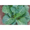 Freedom Farms Bulk Seeds - Mylar Bag - Non-GMO -