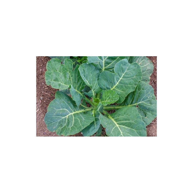 Freedom Farms Bulk Seeds - Mylar Bag - Non-GMO -