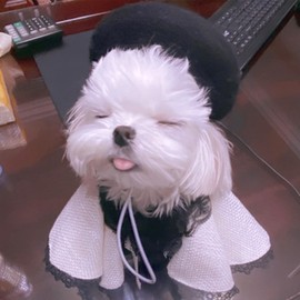 MuYaoPet Dog Cat Beret Wool Hat Headband French Artist Beanie Beret Pet Dog Christmas Costume Hair Accessory Photo Props (Black, One Size)