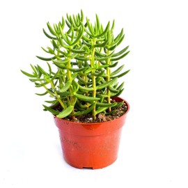 Live Crassula Succulent Plant – Fully Rooted 4-Inch Crassula Succulent (Crassula Tetragona)