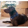 DOGWONG Cotton Dog Collar with Bow Deep Blue Pet Collar