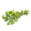 Eyebright Herb (Euphrasia L) - Health Embassy (50g)