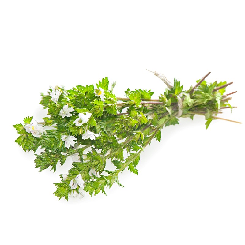 Eyebright Herb (Euphrasia L) - Health Embassy (50g)