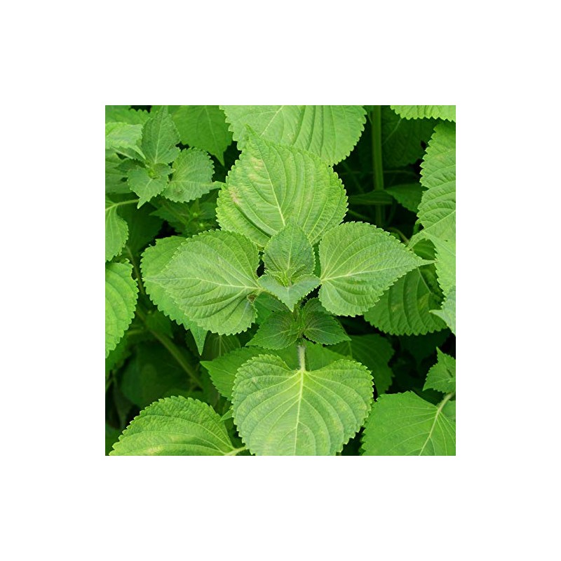 Shiso Seeds - Green - 4 Oz - Non-GMO Herb