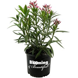 Hardy Pink Oleander – 3 gal - Pink Flowers on a Large Evergreen Shrub with a Tropical Appeal – Zones 8-10 - Nerium Oleander 'Hardy Pink' - 3 Gallon Pot
