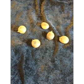 5 Kentucky Coffee Bean Tree Seeds - Gymnocladus dioicus seeds - 10 Seeds