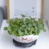 TOIVO Lotus Bowl Planter，White Ceramic Lotus Planter with Plastic Base