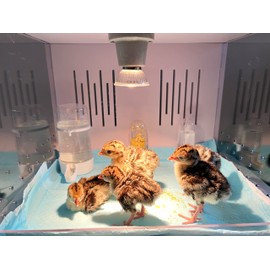 HKDQ Chick Brooder Brooder Box for Chicks Incubator for Chicks Duckling/Parrot/Chicks Incubator with Heating,Warms up to 25 Chicks with Heating Lamp Set (24" x 16" x 16")