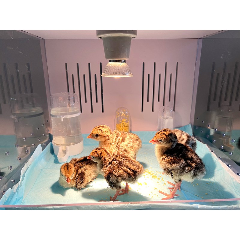 HKDQ Chick Brooder Brooder Box for Chicks Incubator for Chicks