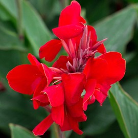 Tropical Series Canna Red ~10 Seeds – Canna x generalis – Non-GMO, Hybrid Annual – Heat-Loving Flower for Full Sun – Upright 30–36" Plants – 98–112 Days
