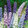 Consolida Ajacis Larkspur Flower Seeds Pack of 500+ Flower Seeds