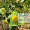 Fruit Protection Bags, Fetanten 50 PCS 8 x 12 Inch