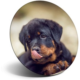 Destination Vinyl ltd Magnet for Refrigerator, Fridge - Cute Rottweiler Puppy Dog for Office, Cabinet and Whiteboard, Magnetic Stickers, 2687