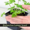 Live Citronella Geranium Plants (2-Pack); Pelargonium Citronella Scented Potted Plants
